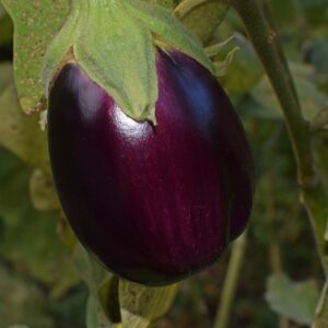 Aubergines